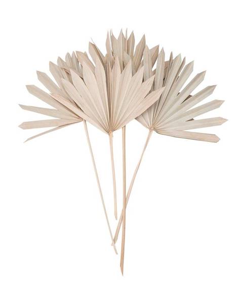 FLOWER MARKET FLOWER MARKET Sušený palmový list 4 ks 60 cm