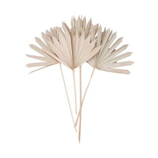 FLOWER MARKET Sušený palmový list 4 ks 60 cm